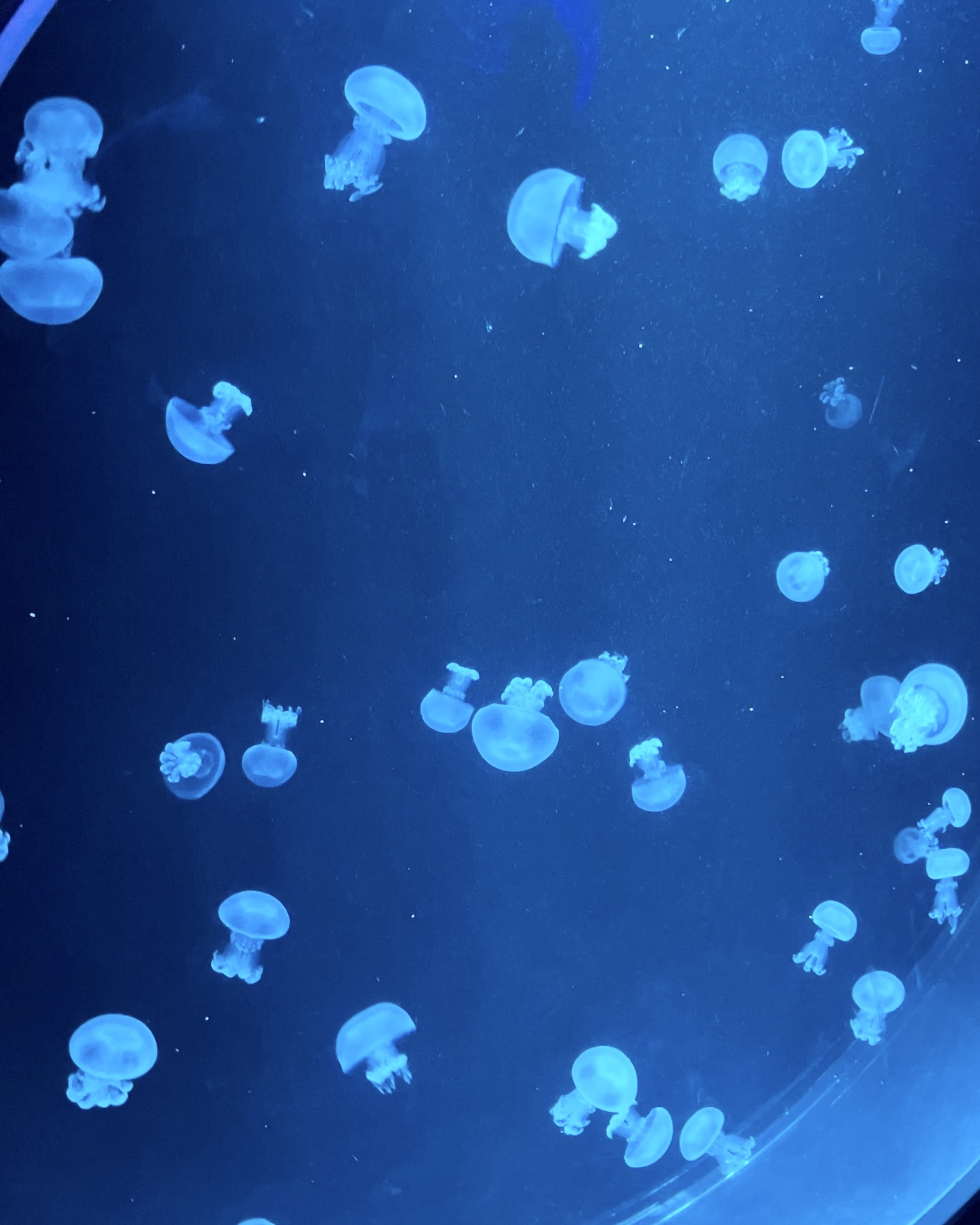 a swarm of jellyfish