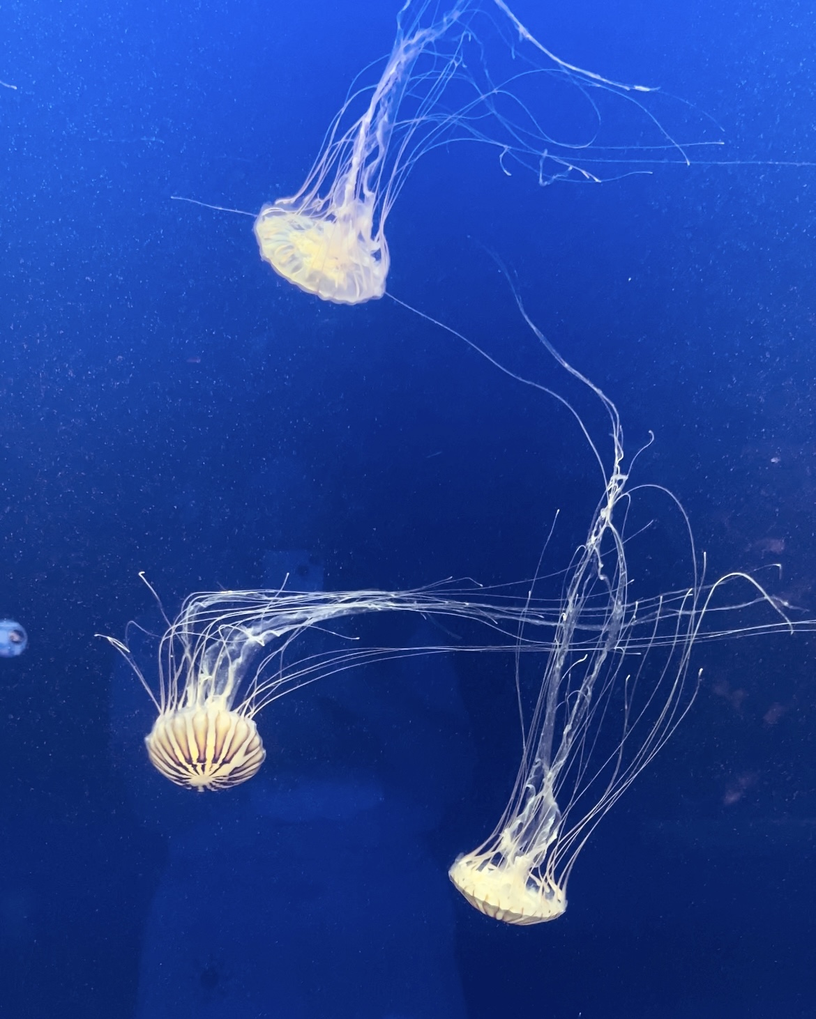 a couple of japanese sea nettles