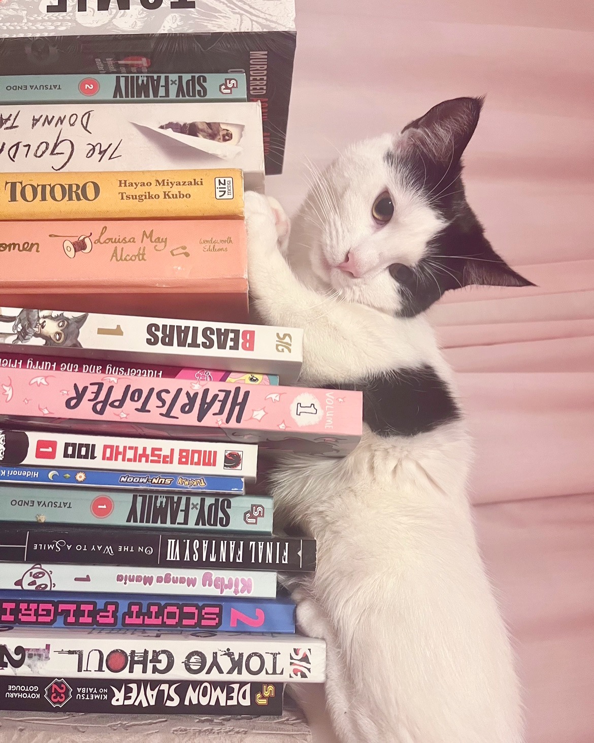 my black and white cat laying down on my bookshelf