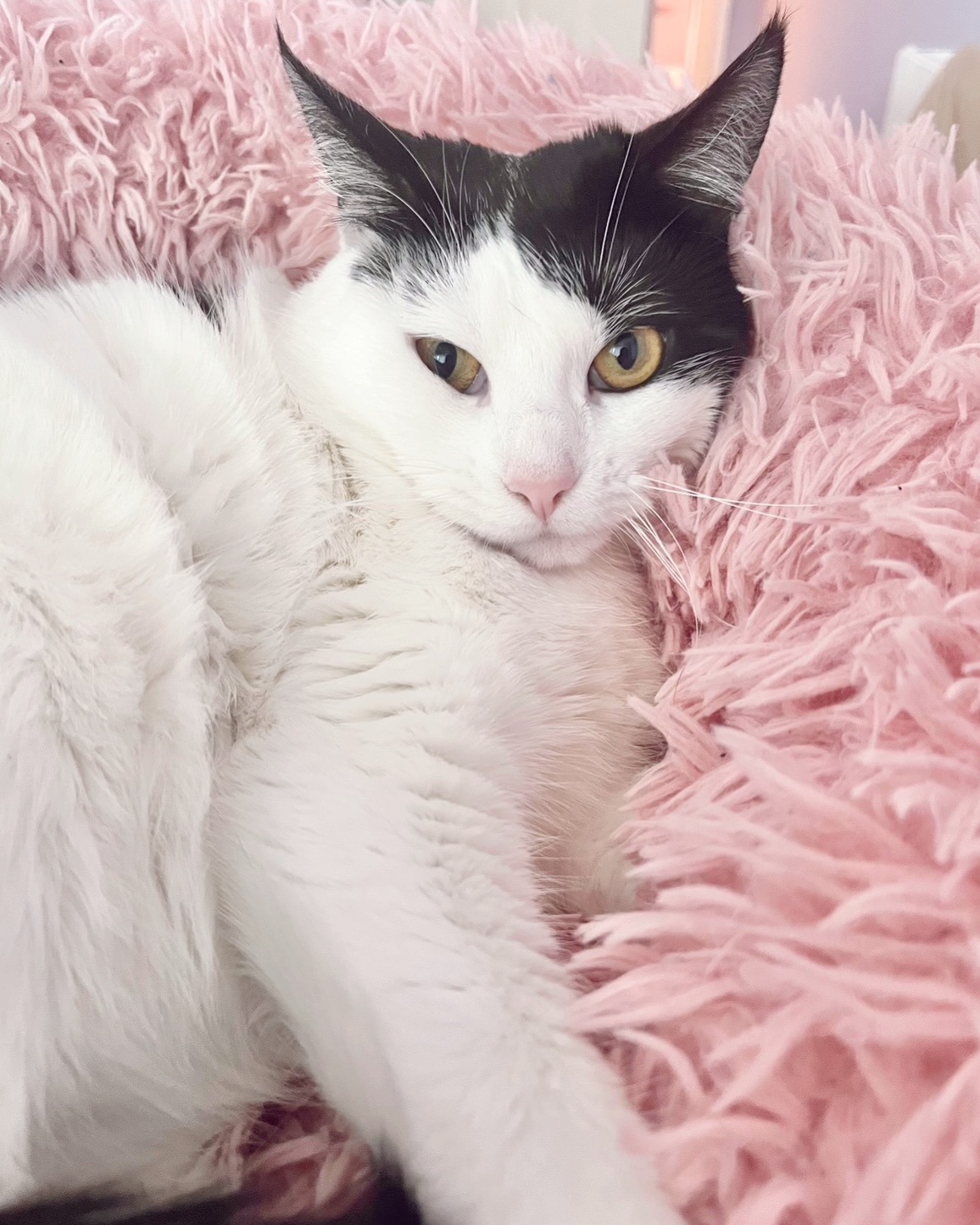 my black and white cat in her bed