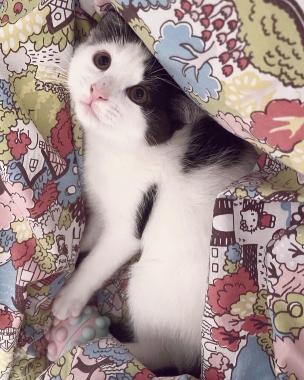 ditzy doo, my black and white cat, lying on my bed