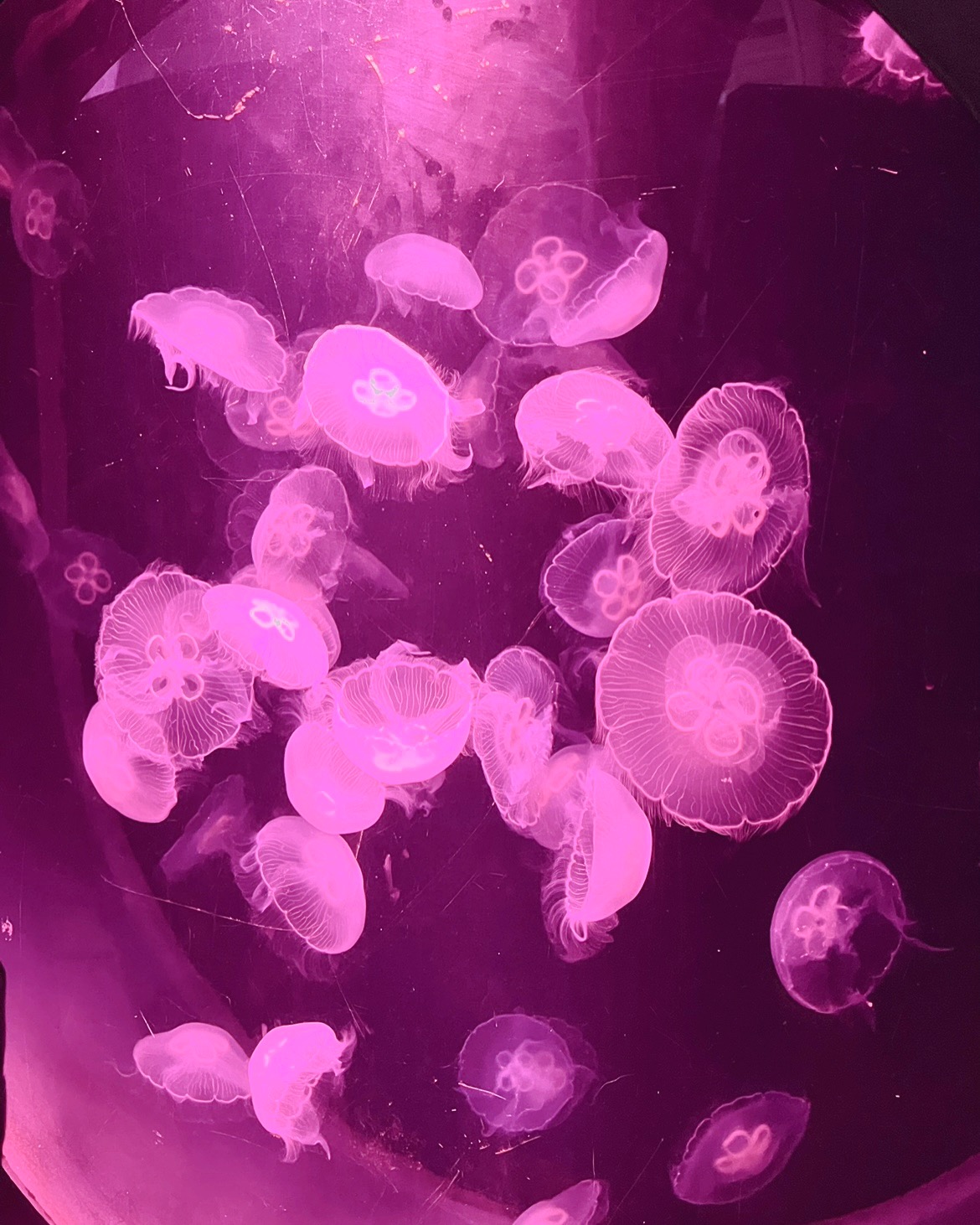 jellyfishes