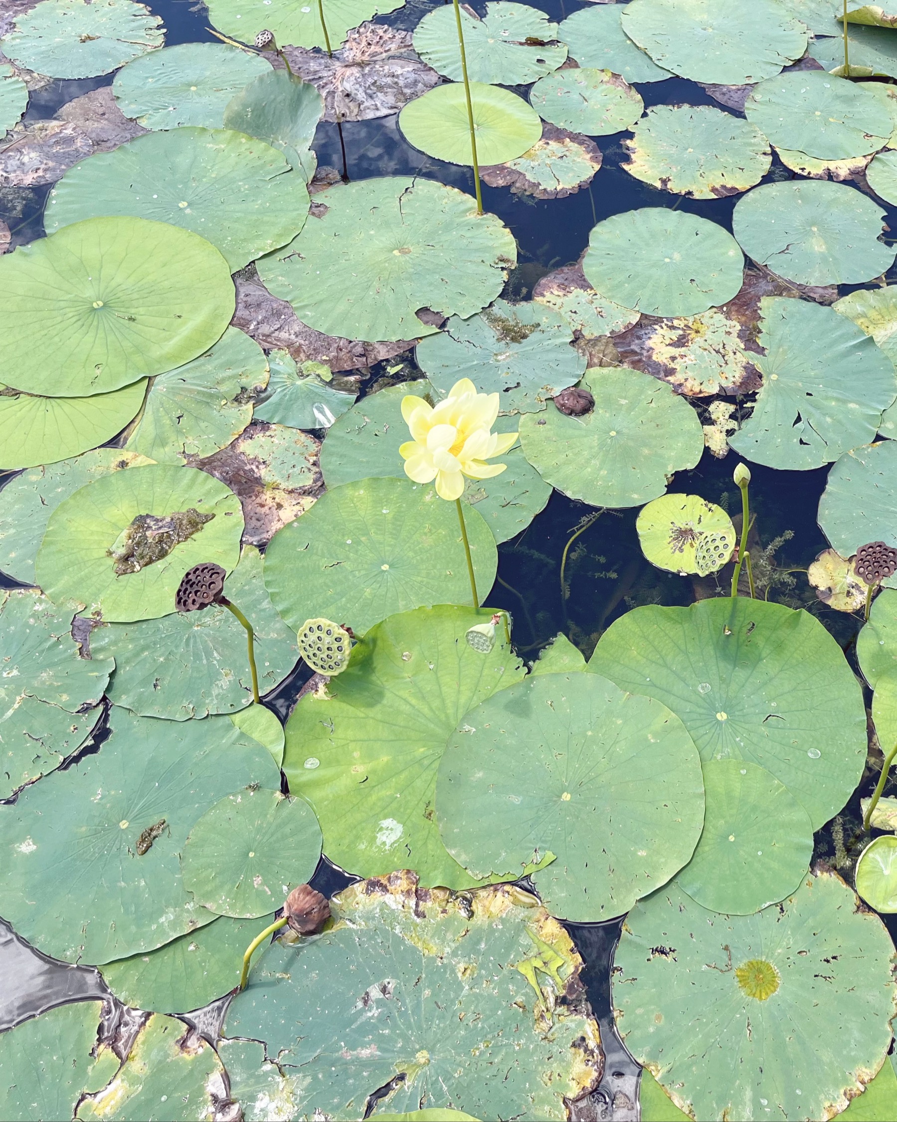 a lotus flower